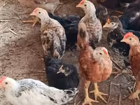Chickens — عکس 1