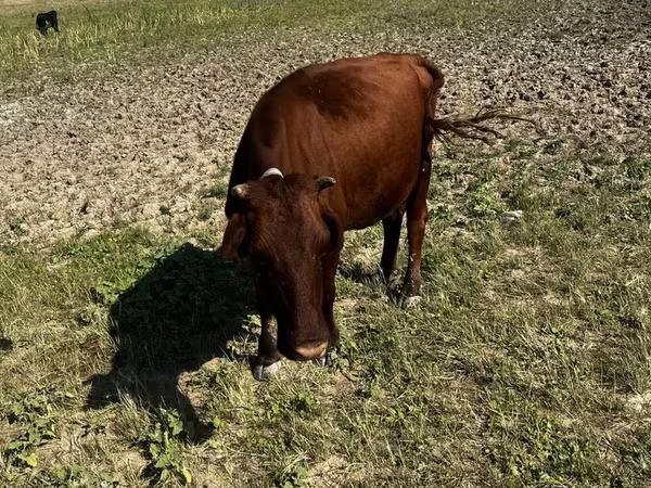 암소, Latvian Blue cattle