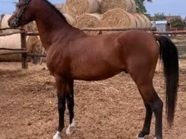 Hingst, Shagya