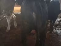Bull, Cattle — photo 2