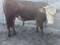 Dibi, Kazakh White-headed cow — sawirka 2