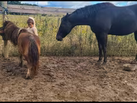 Kısrak, Appaloosa — foto 1