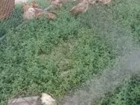 Chickens — 照片 3