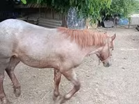 Cavallo, Cavalli — foto 4