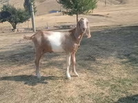Ri’ dhaddig, Nubian Goat — sawirka 4