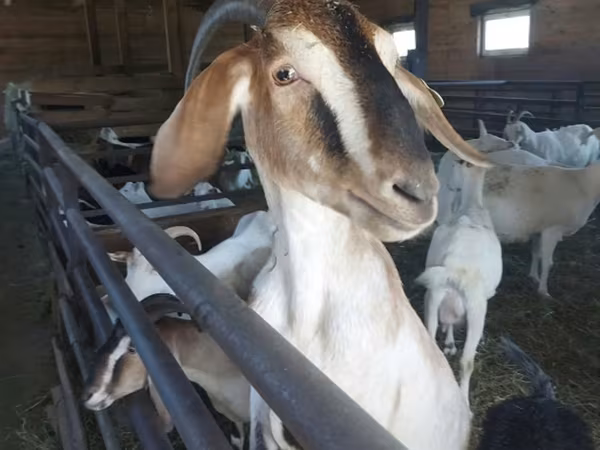 Koza, Nubian Goat — Rusko