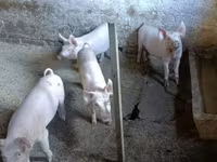 หมูป่าตัวผู้, Крупная белая — รูปภาพ 1