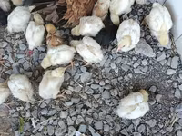 Chickens — تصویر 2