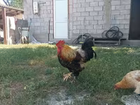 Chickens — foto 3
