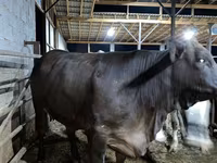 Ko, Brahman — foto 2