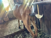Kozel, Nubian Goat — foto 3