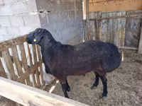 Beran, Hissar sheep — foto 4