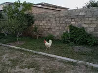 Chickens — foto 4