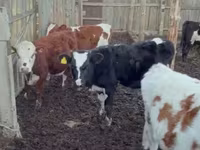 گاو ماده, Simmental cattle — عکس 4