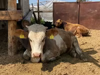 Lembu jantan, Cattle — foto 5