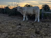 Vaca, Raça de vaca — foto 1