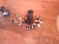 Chickens — عکس 4
