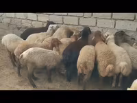 قوچ, گوسفند — عکس 2