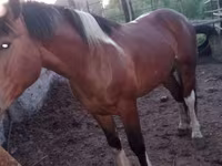 اسب نر, Altai horse — عکس 3
