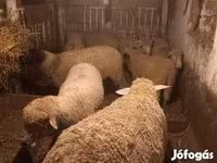 Хонь, Хонь — 6 зураг