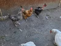 Danish hen — ფოტო 4