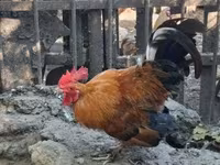 Chickens — fotografija 2