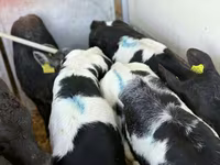 گاو و گوساله (گروه، جنسیت مشخص نشده), Simmental cattle — عکس 8