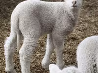Sheep, Sheep — photo 1