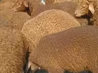 Wad, Sheep — sawirka 2