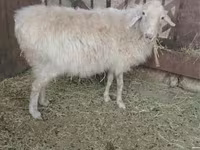Kambing betina, Sheep — foto 4