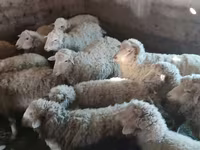 Vædder, Merino sheep — foto 1