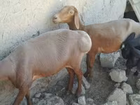 میش, گوسفند — عکس 1
