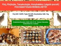 Quails — Foto 1