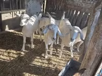 Koza, Kozy — zdjęcie 2