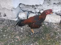 Chickens — снимка 6