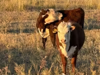 Lembu jantan, White-headed Ukrainian — foto 2