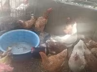 Chickens — الصورة 3
