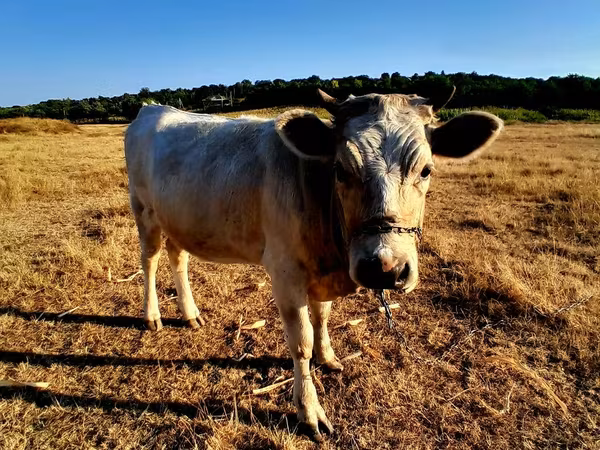 Vacă, Bovine — Republica Moldova