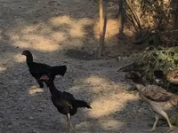 Chickens — عکس 1