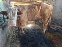 گاو نر, Simmental cattle — عکس 1