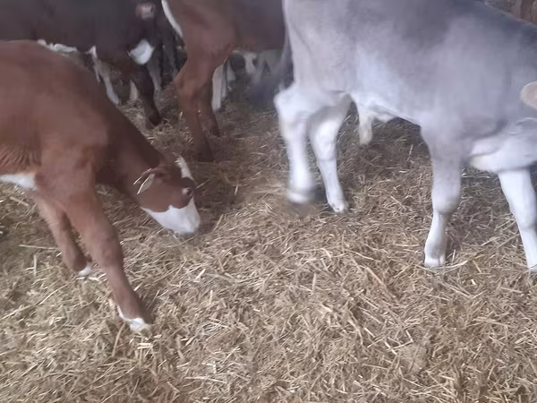 Bull, Simmental cattle