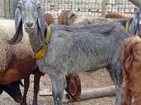 Capră, Damask goat — foto 1