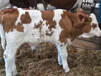 Toro, Simmental cattle — foto 3