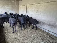 Beran, Blackheaded Persian sheep — foto 3