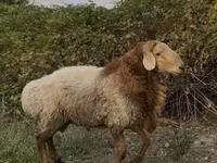 Widder, Rhon sheep — Foto 2