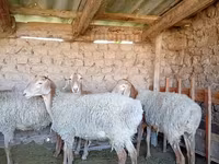 Schaf, Arashan sheep — Foto 5