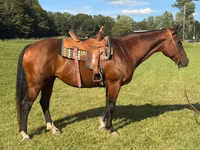 雌馬, Quarter Horse — 写真 1