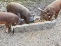 Babi hutan, Дюрок — foto 7