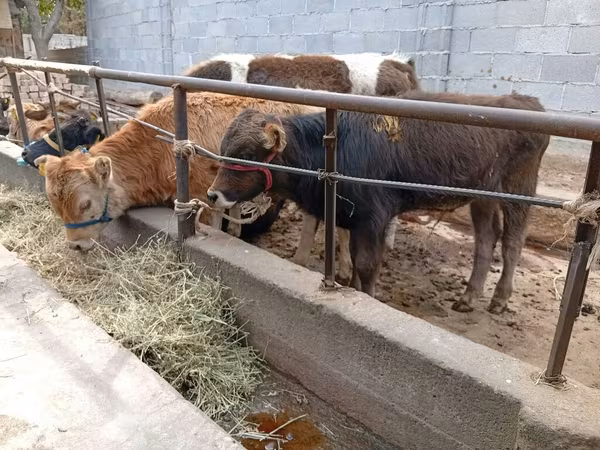 Bulle, Swiss cattle