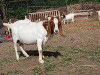 بز نر, Boer goat — عکس 4